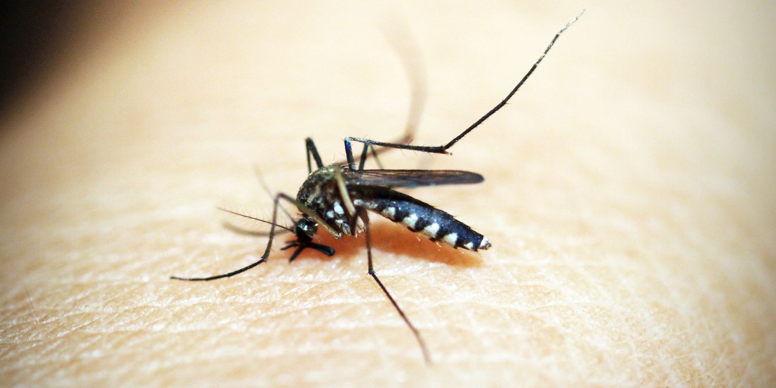 brasil-tem-mais-de-6,5-milhoes-de-casos-provaveis-de-dengue-este-ano