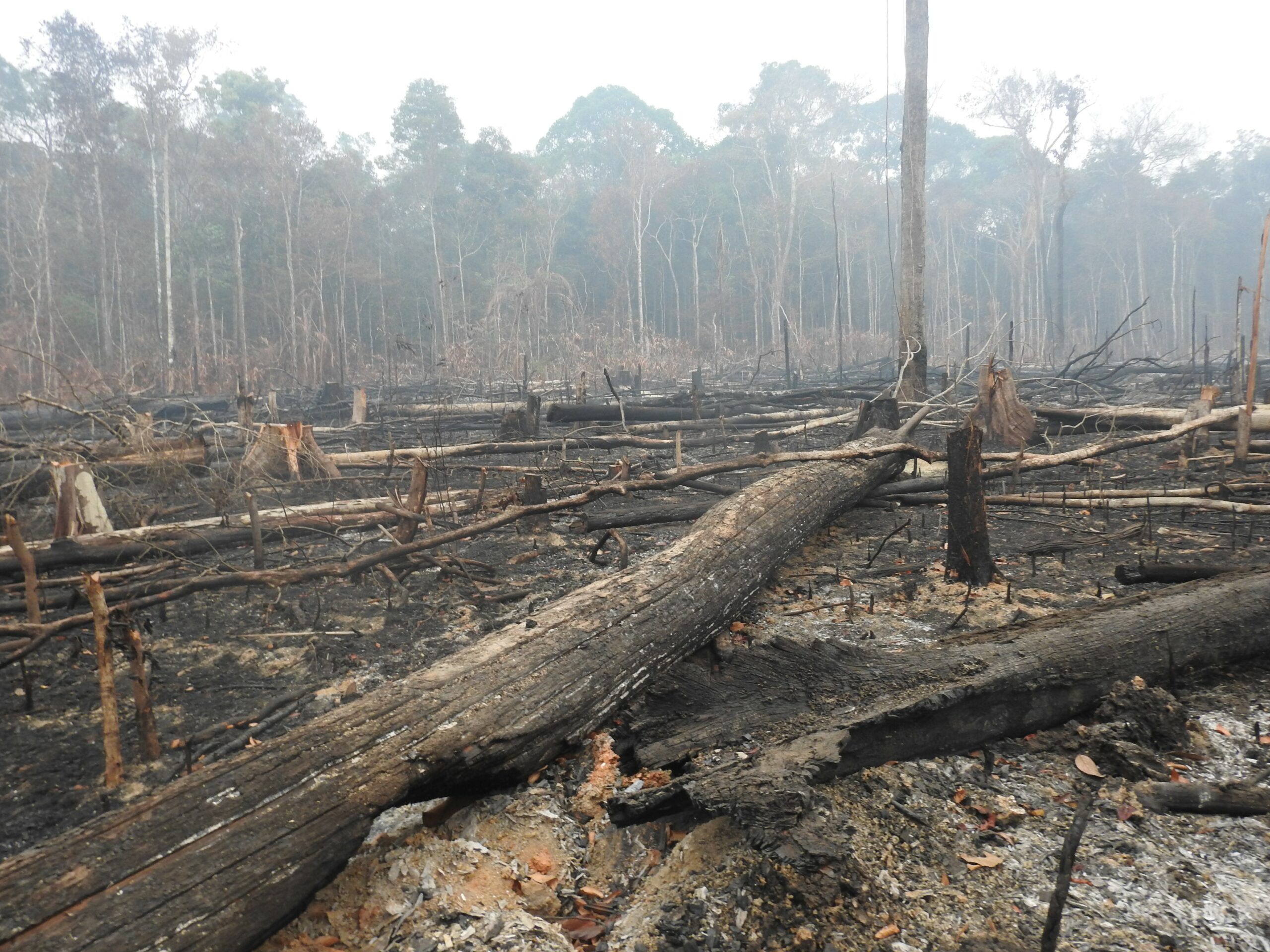 incendio-destroi-cerca-de-10-hectares-proximo-ao-parque-natural-de-porto-velho