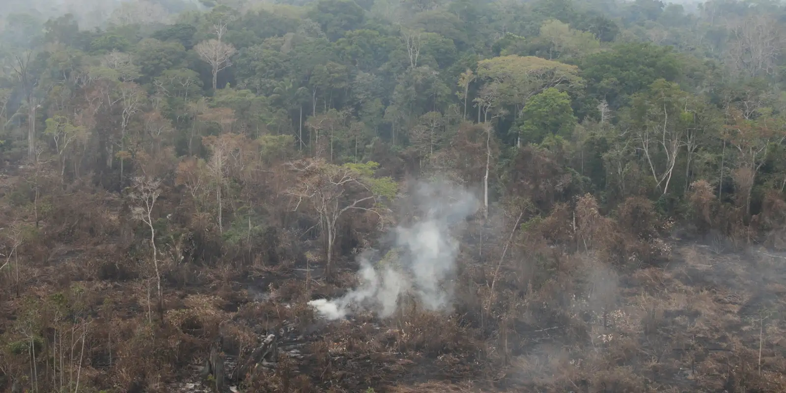 delegado-da-pf-diz-que-ha-indicios-de-acao-coordenada-em-incendios