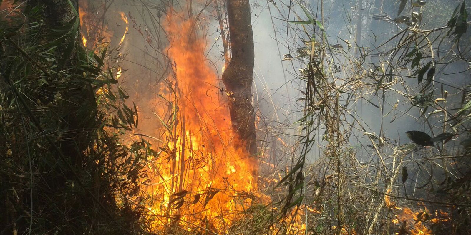 uniao-de-esforcos-busca-conter-incendio-na-serra-dos-orgaos,-no-rio