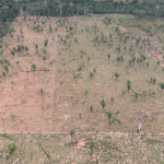 associacao-suspeita-de-participar-de-invasoes-ao-parque-guajara-mirim-e-extinta-apos-acao-do-mp-ro